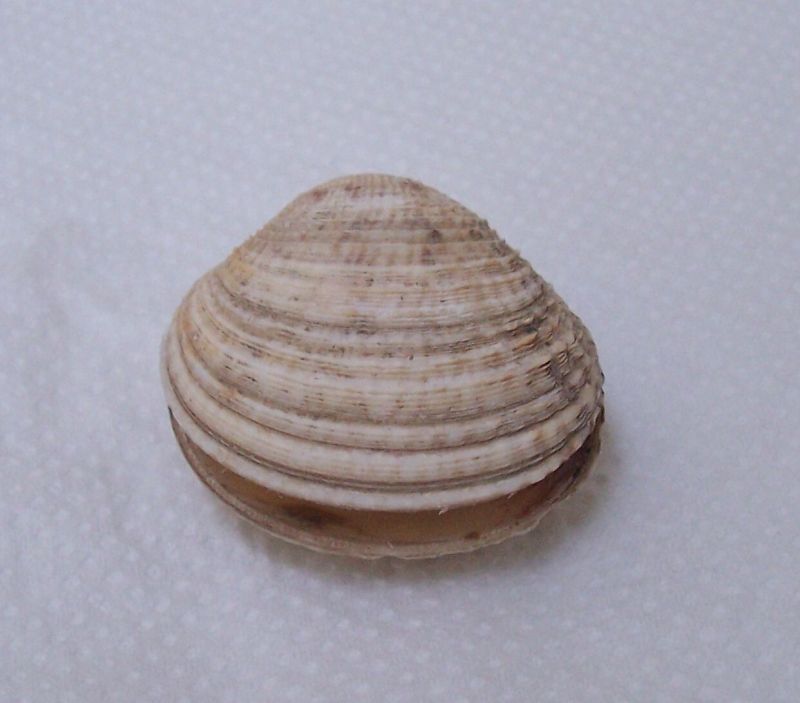 Bivalve